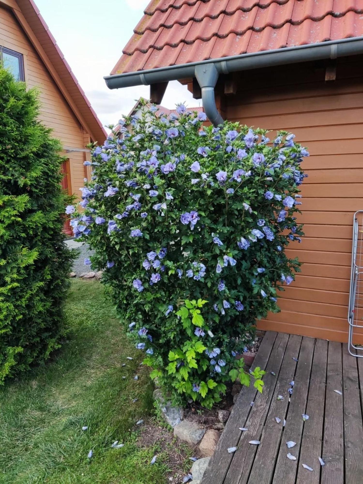 Ferienhaus Bliev-Hee Nr 4 Klink Esterno foto